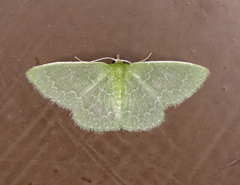 Synchlora frondaria