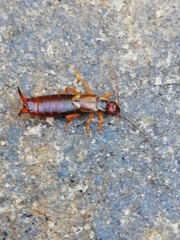 Forficula auricularia