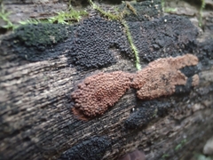 Hypoxylon rubiginosum