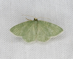 Chlorochlamys phyllinaria