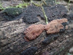 Hypoxylon rubiginosum