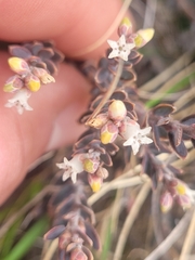 Acrothamnus colensoi