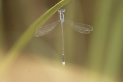 Lestes tridens