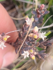 Acrothamnus colensoi