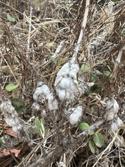 Rhopalomyia floccosa