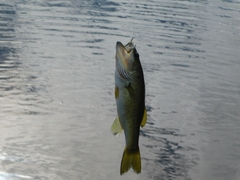 Micropterus floridanus