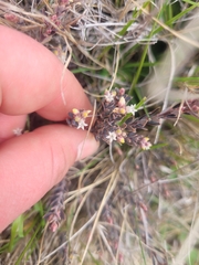 Acrothamnus colensoi