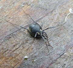 Nemastoma bimaculatum