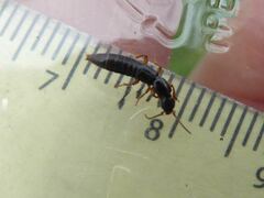 Lathrobium brunnipes