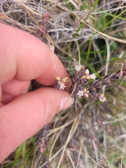 Acrothamnus colensoi