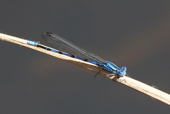 Argia tarascana