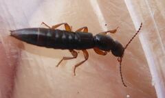 Lathrobium brunnipes