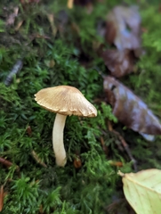 Inocybe