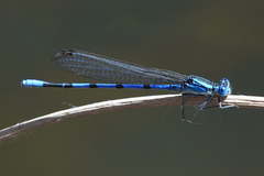 Argia tarascana