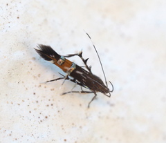 Cosmopterix