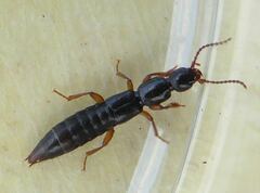 Lathrobium brunnipes