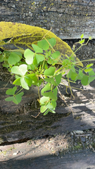 Oxalis latifolia