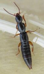 Lathrobium brunnipes