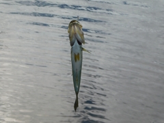 Micropterus floridanus