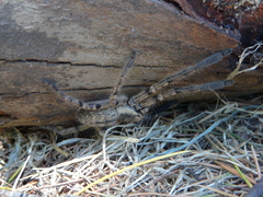 Polybetes pythagoricus