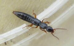 Lathrobium brunnipes