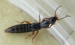 Lathrobium brunnipes