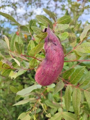 Baizongia pistaciae