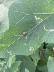 Harmonia axyridis