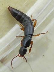 Lathrobium brunnipes