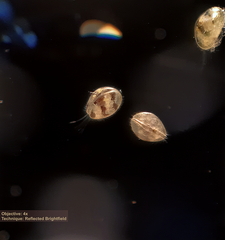 Ostracoda