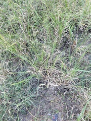 Panicum hallii