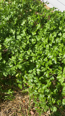 Petroselinum crispum