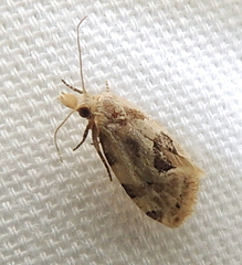 Aethes angustana