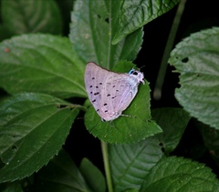 Pseudolycaena damo