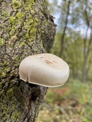 Hypsizygus