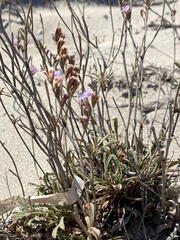 Limonium elaphonisicum