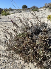 Limonium elaphonisicum