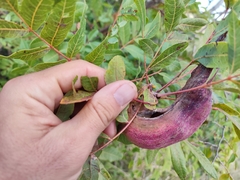 Baizongia pistaciae