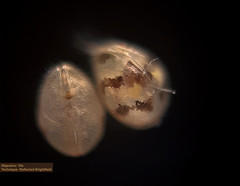 Ostracoda