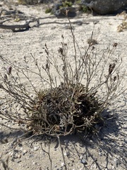 Limonium elaphonisicum