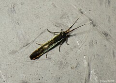Coleophora deauratella