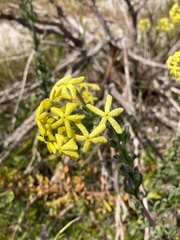 Lyperia lychnidea