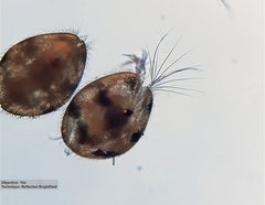 Ostracoda