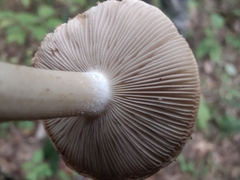 Inocybe dulciolens