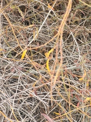 Rubus schmidelioides