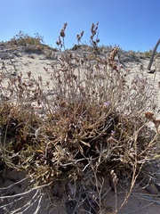 Limonium elaphonisicum