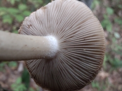 Inocybe dulciolens