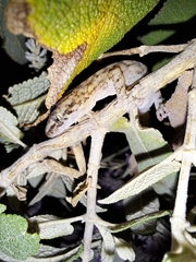 Afrogecko porphyreus