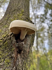 Hypsizygus