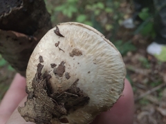 Inocybe dulciolens